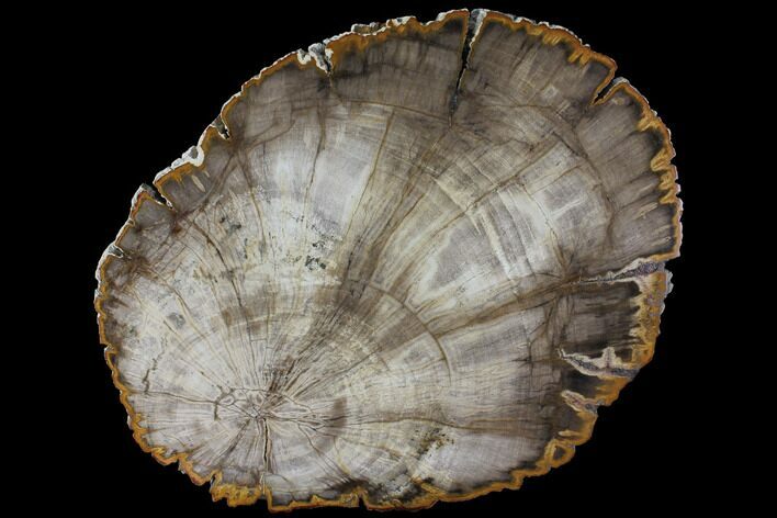 Polished Petrified Wood (Dicot) Slab - Texas #98609